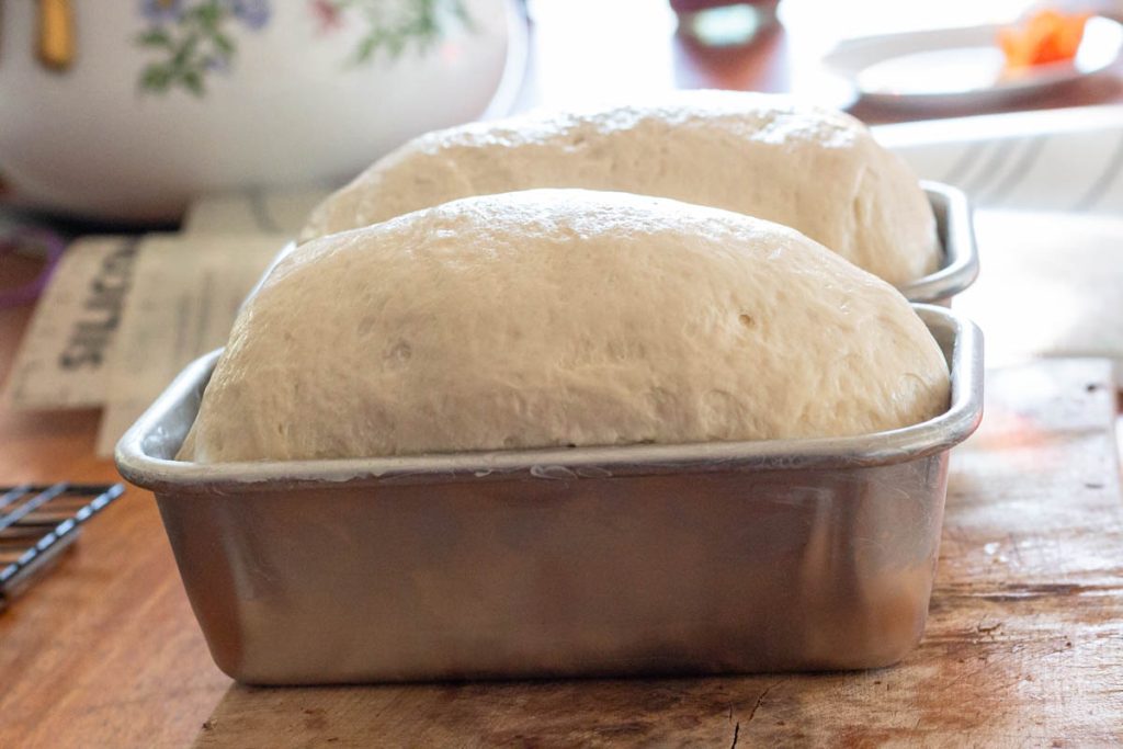 proofed sourdough sandwich bread unbaked loaf